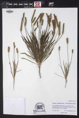 Plantago wrightiana image