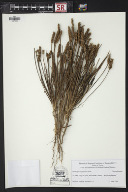 Plantago wrightiana image