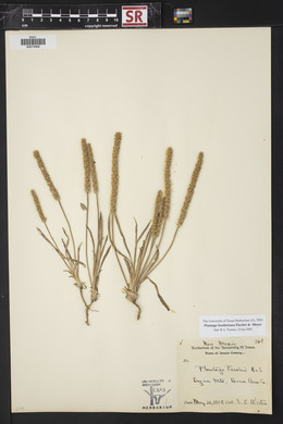 Plantago hookeriana image