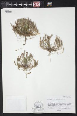 Plantago elongata image