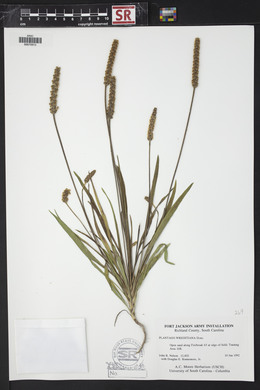 Plantago wrightiana image