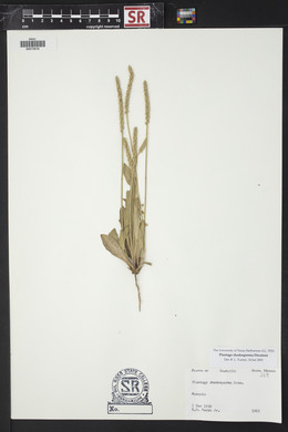 Plantago rhodosperma image