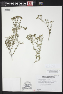 Arcytophyllum fasciculatum image