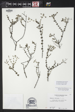 Arcytophyllum fasciculatum image