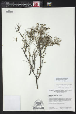 Arcytophyllum fasciculatum image