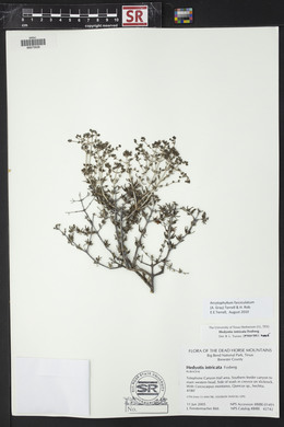 Arcytophyllum fasciculatum image