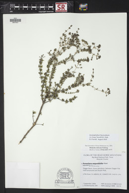 Arcytophyllum fasciculatum image