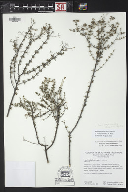 Arcytophyllum fasciculatum image