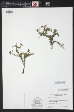 Arcytophyllum fasciculatum image