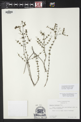 Arcytophyllum fasciculatum image