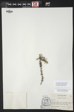 Arcytophyllum fasciculatum image