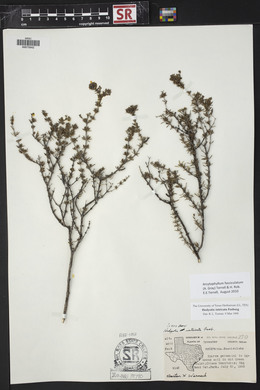 Arcytophyllum fasciculatum image