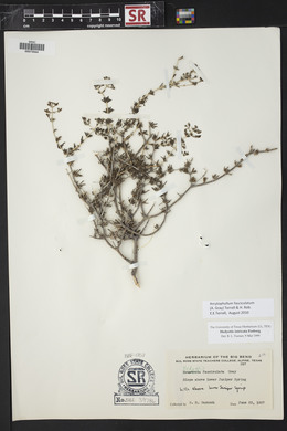 Arcytophyllum fasciculatum image