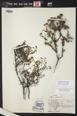 Arcytophyllum fasciculatum image