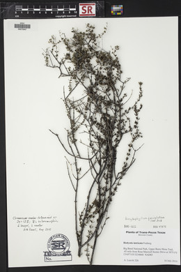 Arcytophyllum fasciculatum image