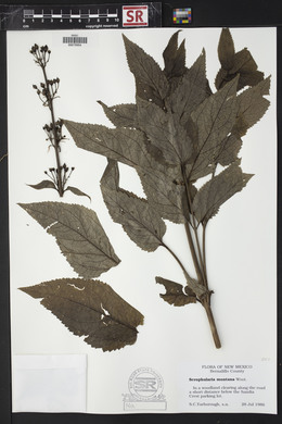 Scrophularia montana image