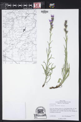 Liatris punctata image