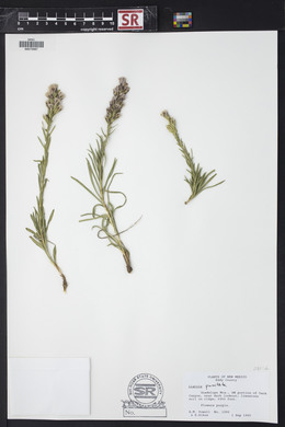 Liatris punctata image