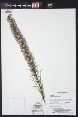 Liatris punctata image