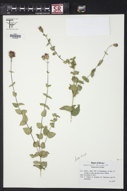 Steviopsis dryophila image