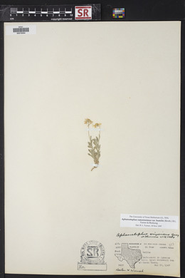 Aphanostephus ramosissimus image