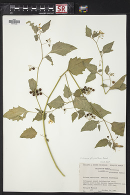 Solanum ptychanthum image