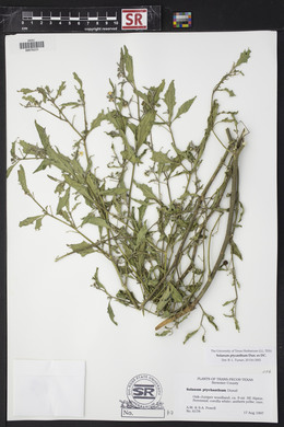 Solanum ptychanthum image