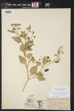 Solanum ptychanthum image