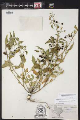 Solanum americanum image