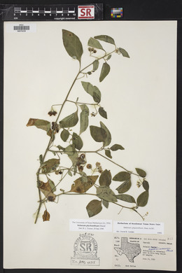 Solanum ptychanthum image