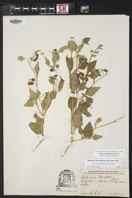 Solanum ptychanthum image