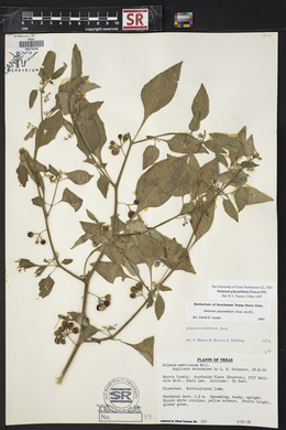 Solanum ptychanthum image