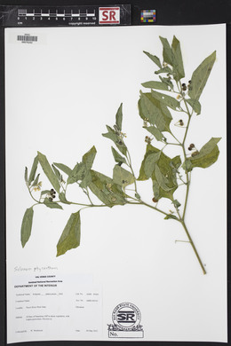 Solanum americanum image