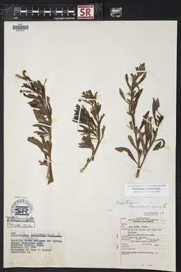 Heliotropium curassavicum image