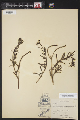 Heliotropium curassavicum image