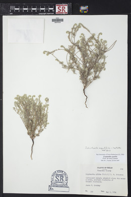 Johnstonella angustifolia image