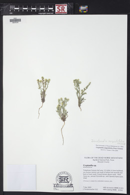 Johnstonella angustifolia image