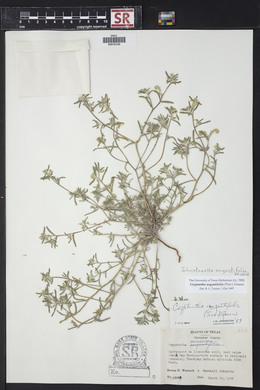 Johnstonella angustifolia image