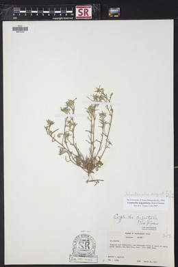 Johnstonella angustifolia image