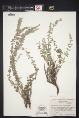 Hedeoma mollis image