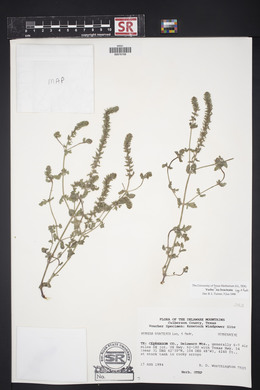 Verbena bracteata image