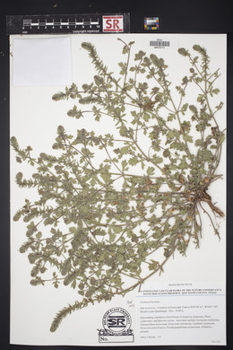 Verbena bracteata image