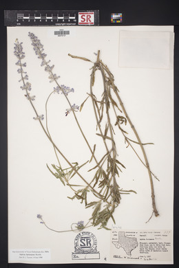 Salvia farinacea image