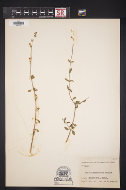 Salvia lycioides image