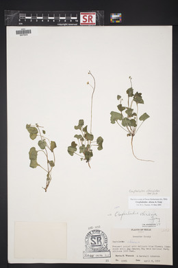 Omphalodes aliena image