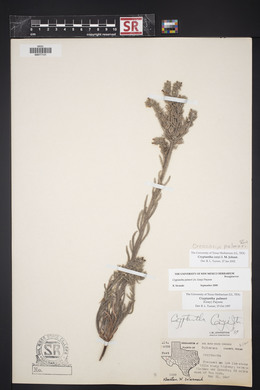 Cryptantha palmeri image