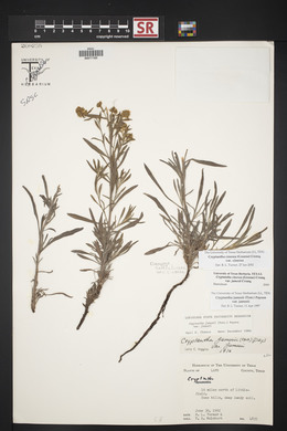 Oreocarya suffruticosa image