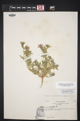 Glandularia wrightii image