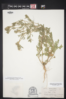 Glandularia wrightii image