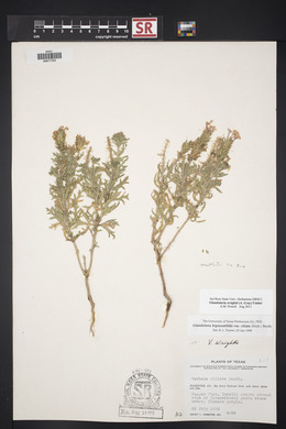 Glandularia wrightii image